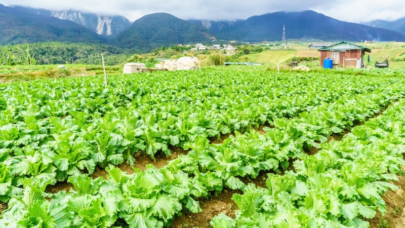 Discover Traditional Agriculture At Vietnam’s Peaceful Vegetable Farms