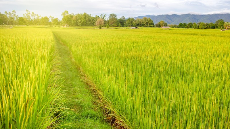 Enjoy A Scenic Bicycle Ride Along Green Rice Paddies