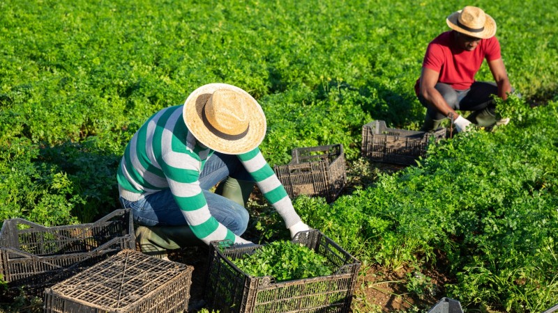Experience Daily Farming Life Together With Local Farmers