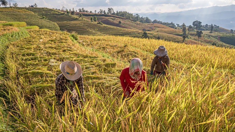 Join Farmers Harvesting Rice By Hand (If In Harvest Season)