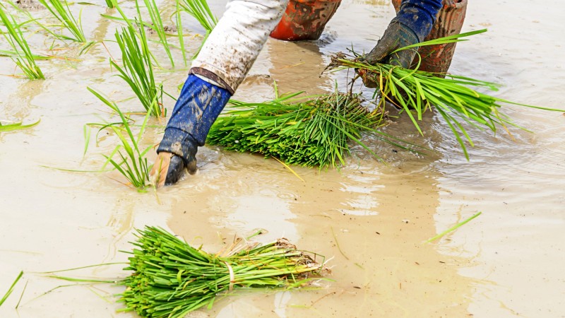Experience Traditional Rice Transplanting With Local Farmers