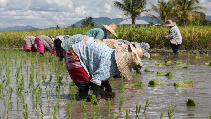 Enjoy Hands On Experience As You Join Farming Work With The Locals