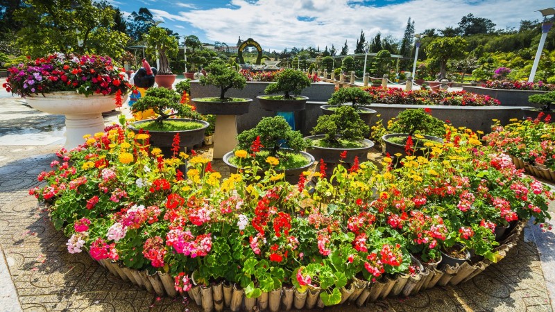 Day 2 Capture Beautiful Moments Surrounded By Bright Flowers At Dalat Flower Garden