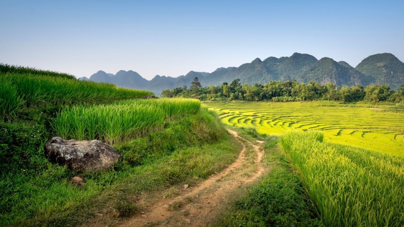 Day 2 Trek Through Pu Luong’s Lush Rice Terraces