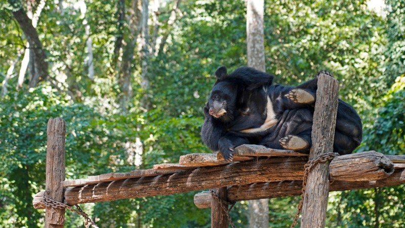 Day 21 Learn About Bear Conservation At The Bear Rescue Centre