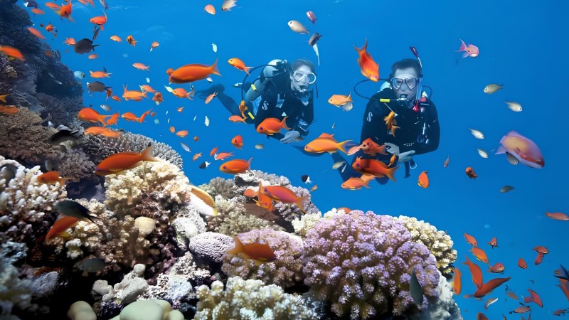 Day 9 Discover Vibrant Coral Reefs And Colorful Marine Life