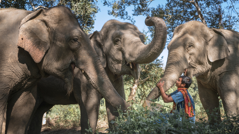 Day 6 Elephant Being Mahout Experience