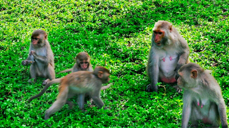 You Can Feed The Monkeys In The Islands