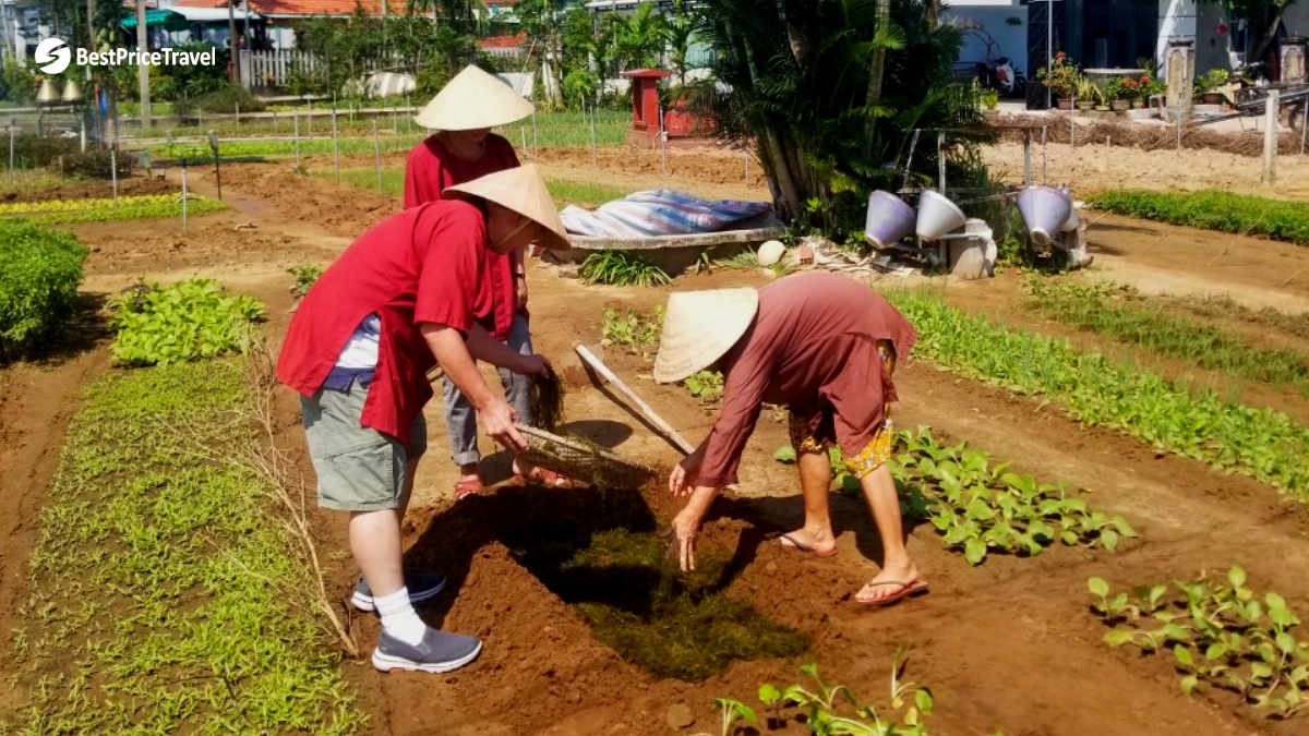 Experience A Local Farm In Tra Que Vegetable Village