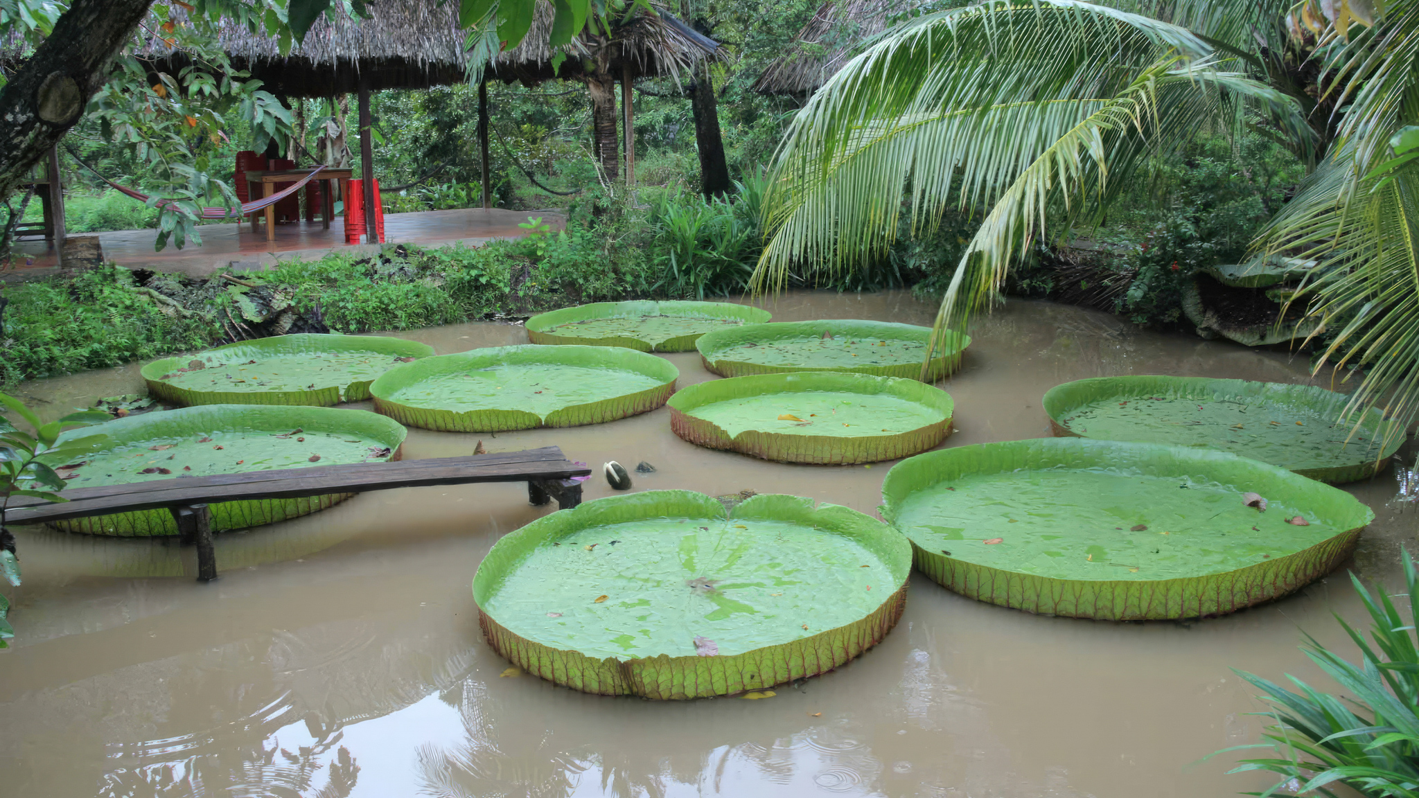 Relax by walking in local's orchad