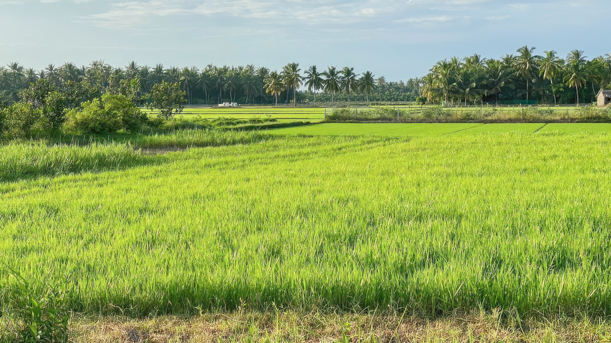 Tranquil village life