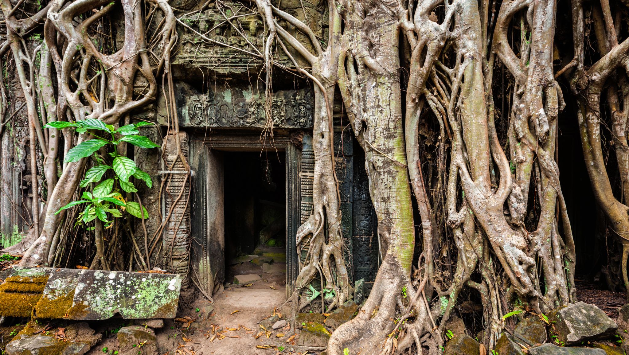 Day 9 Admire The Intricate Architecture In Ta Prohm