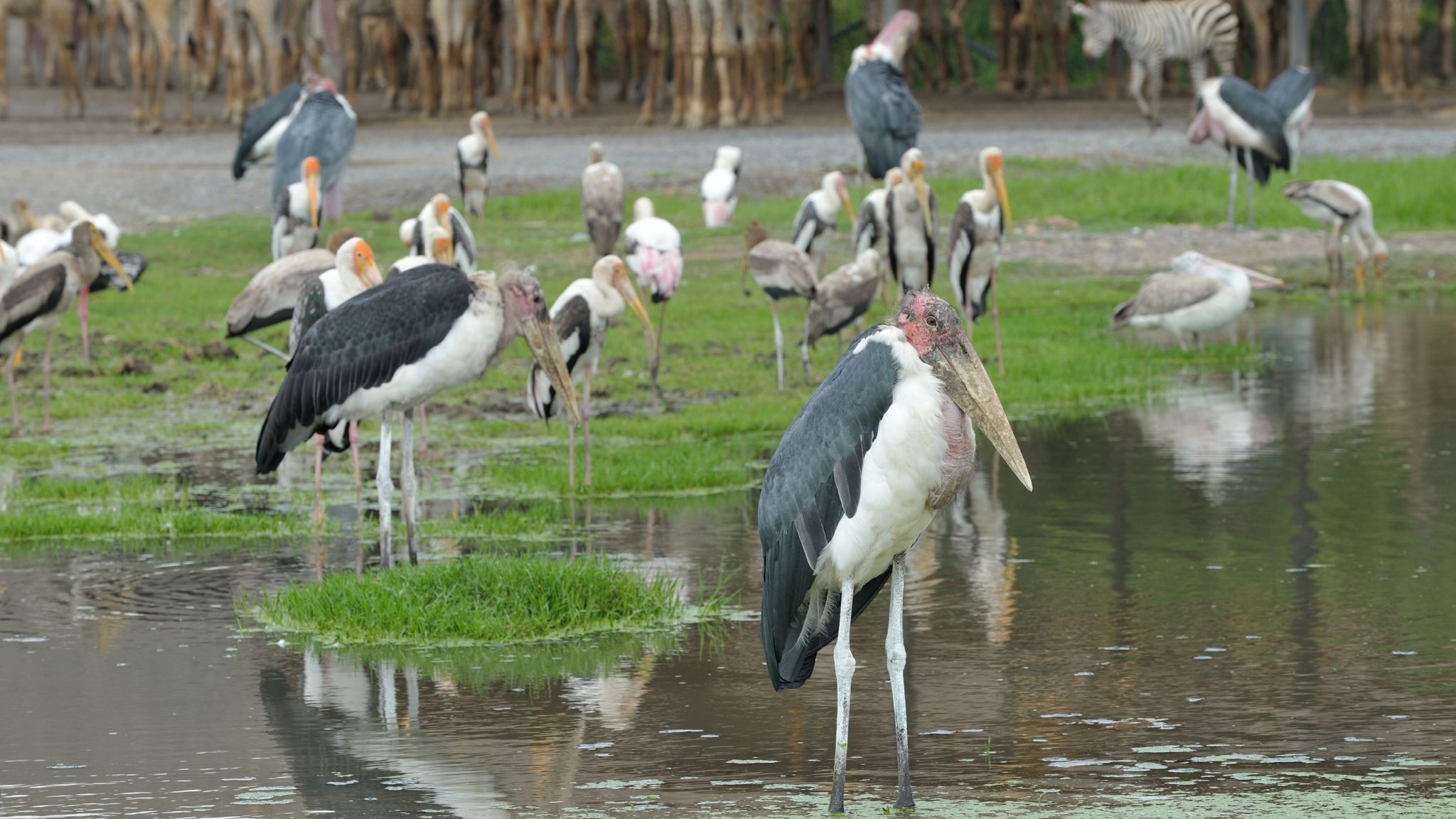 Day 5 Safari World A Renowned Wildlife Park And Entertainment Complex