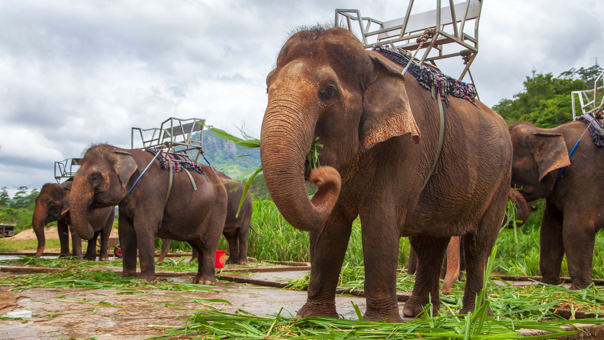 Day 6 Participate In Enjoyable And Educational Encounter With Elephants