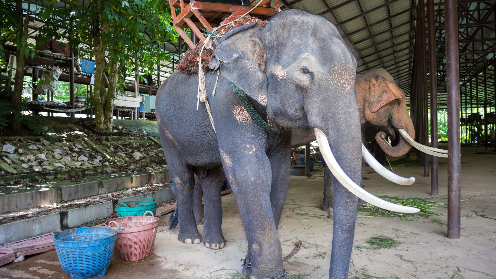Day 12 Try An Incredible Ride On Elephant's Neck