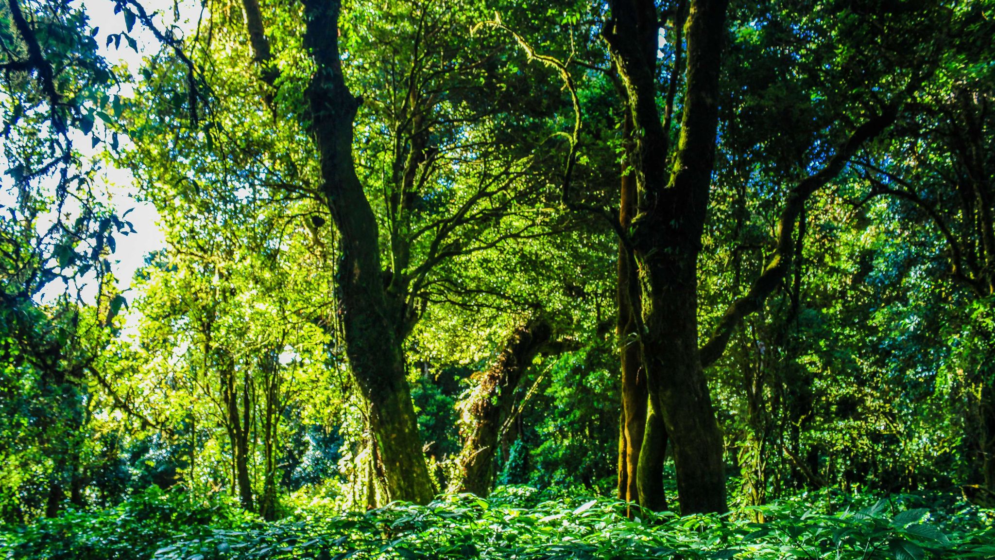 Day 3 Experience Thrilling Adventures In Green Jungle Park