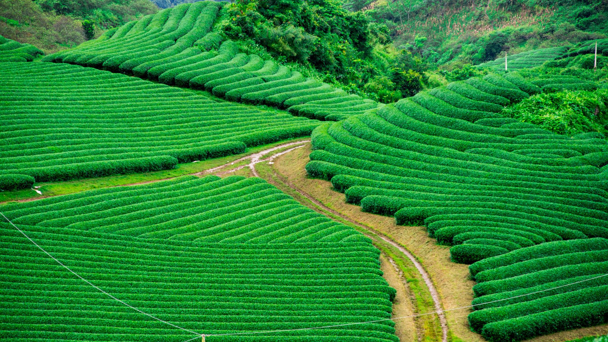 Day 6 Admire The Majestic Green Tea Plantations