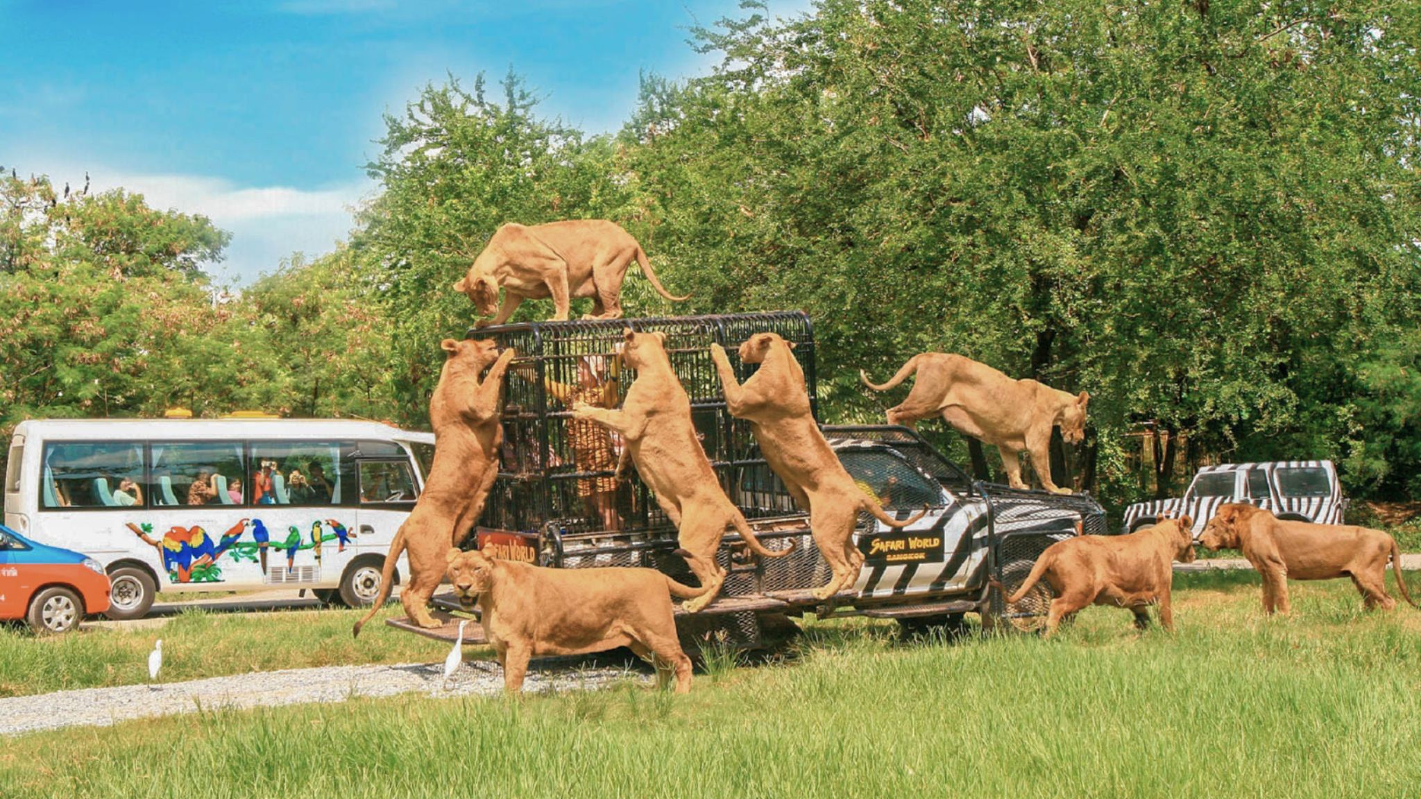 Day 5 Enjoy The Alive Family Tour Of Safari World