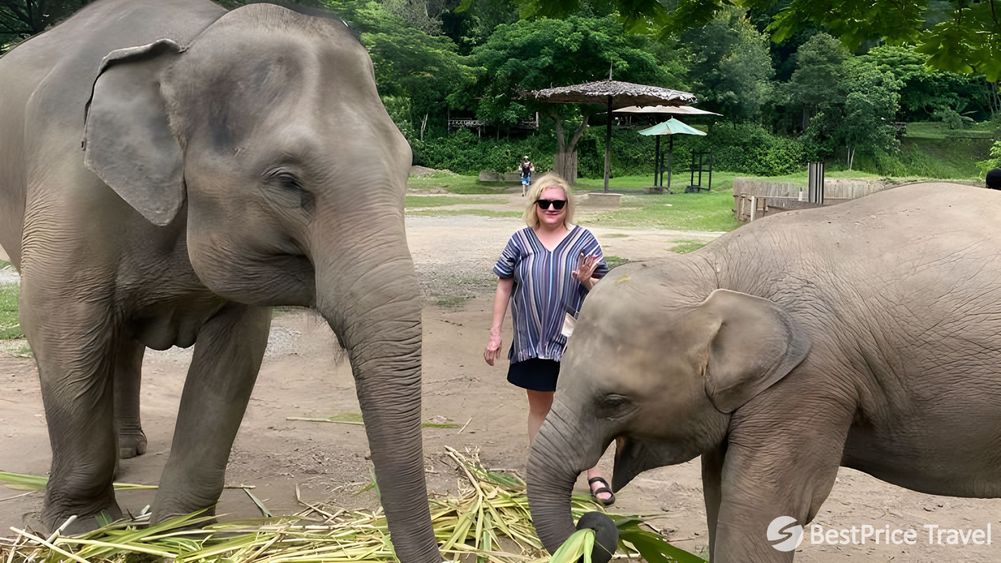 Day 5 Have Fun With Adorable Elephants