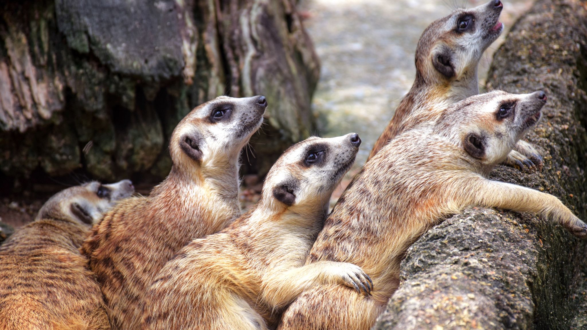 Day 4 Explore And Engage With Wildlife At Khao Kheow Open Zoo