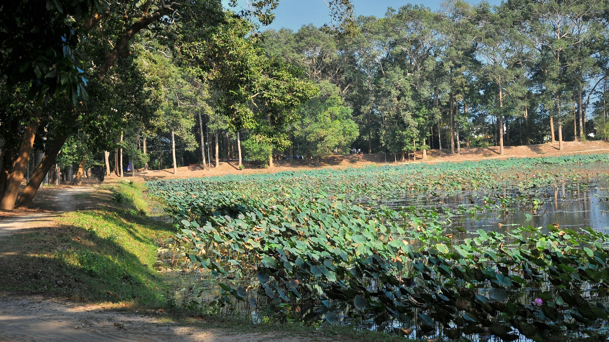 Day 3 Ba Om Pond Is Famous For Its Lotus Flowers