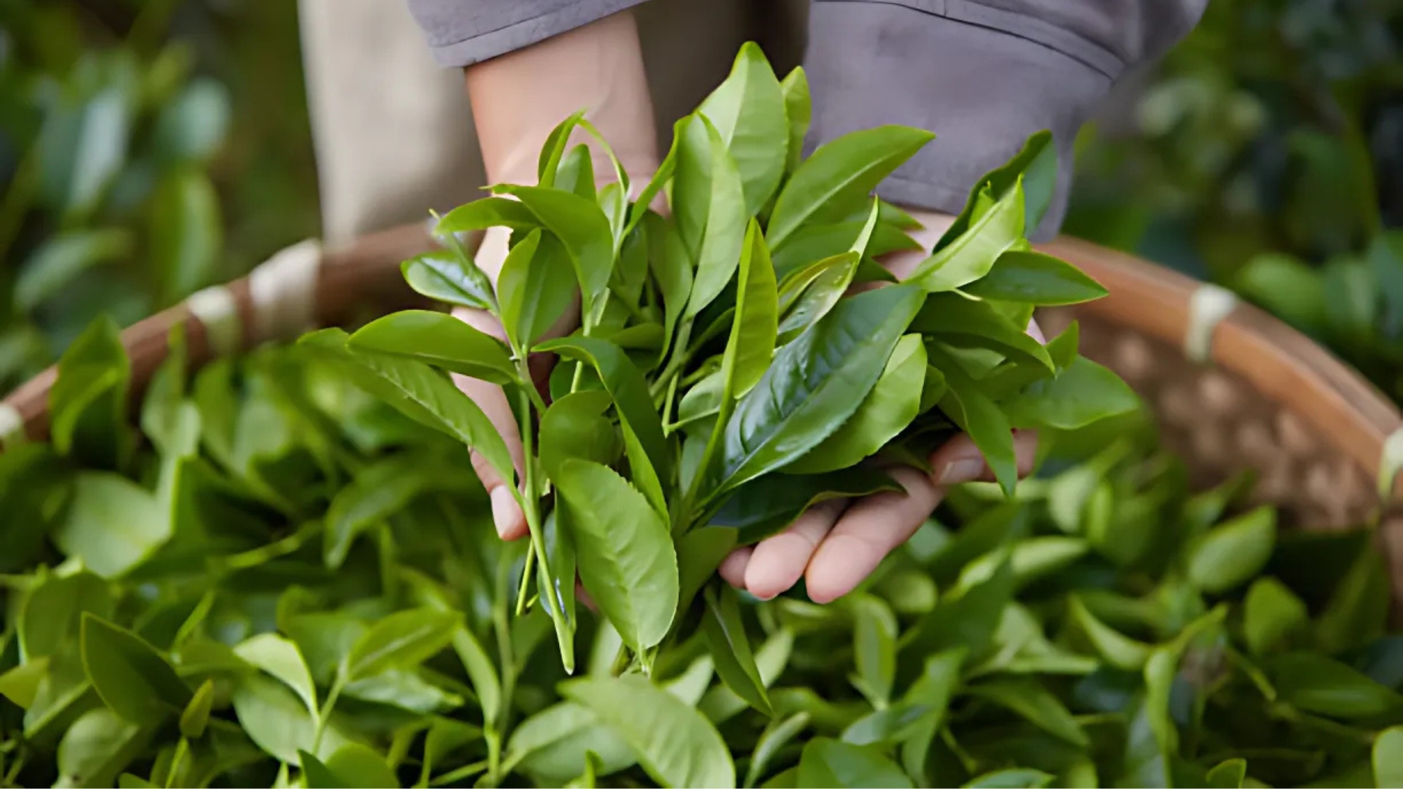 Day 4 Join A Tea Picking Experience In Thai Nguyen