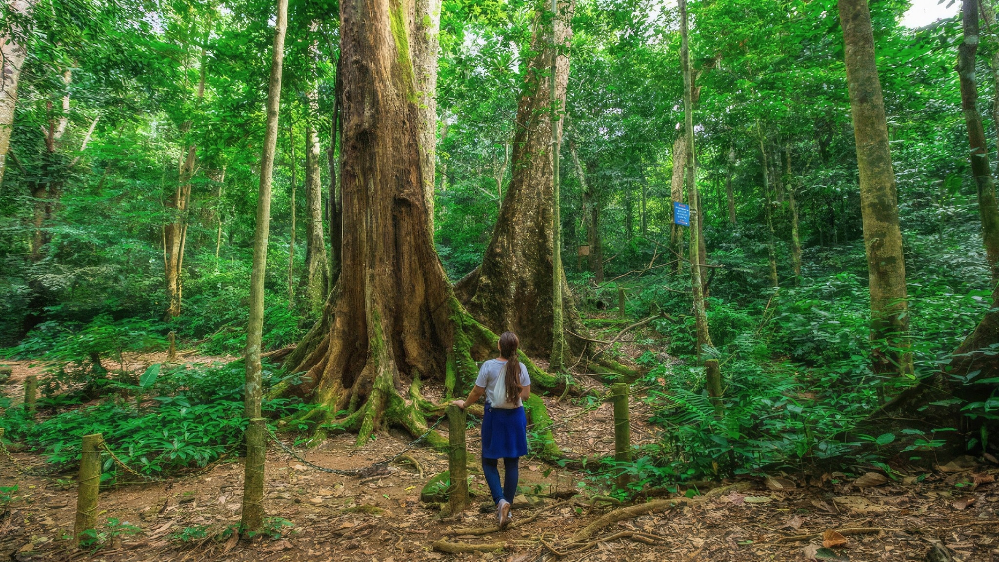 Day 4 Marvel At Centuries Old Trees In Cuc Phuong National Park