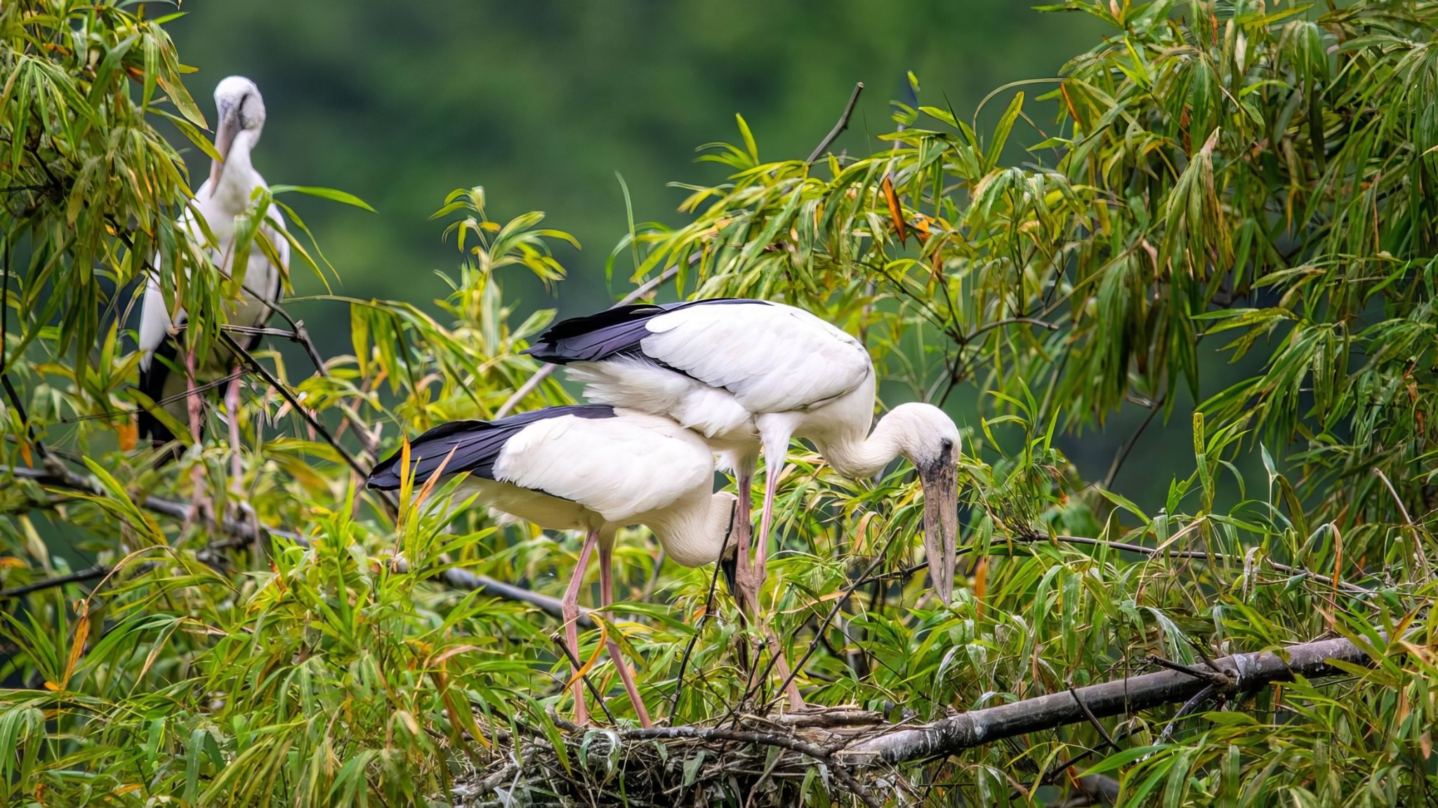 Day 3 Explore Thung Nham Bird Garden A Sanctuary Of Rare Species