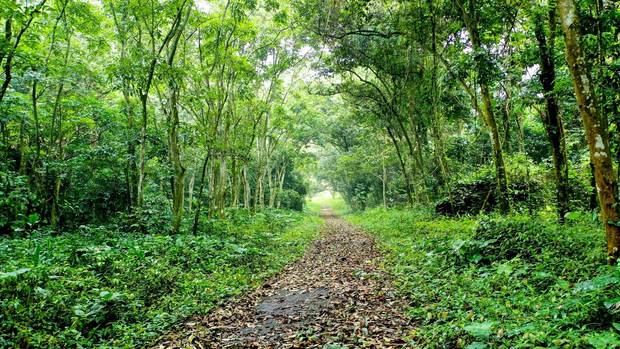Day 2 Trek Through Ba Vi National Park And Enjoy Breathtaking Views