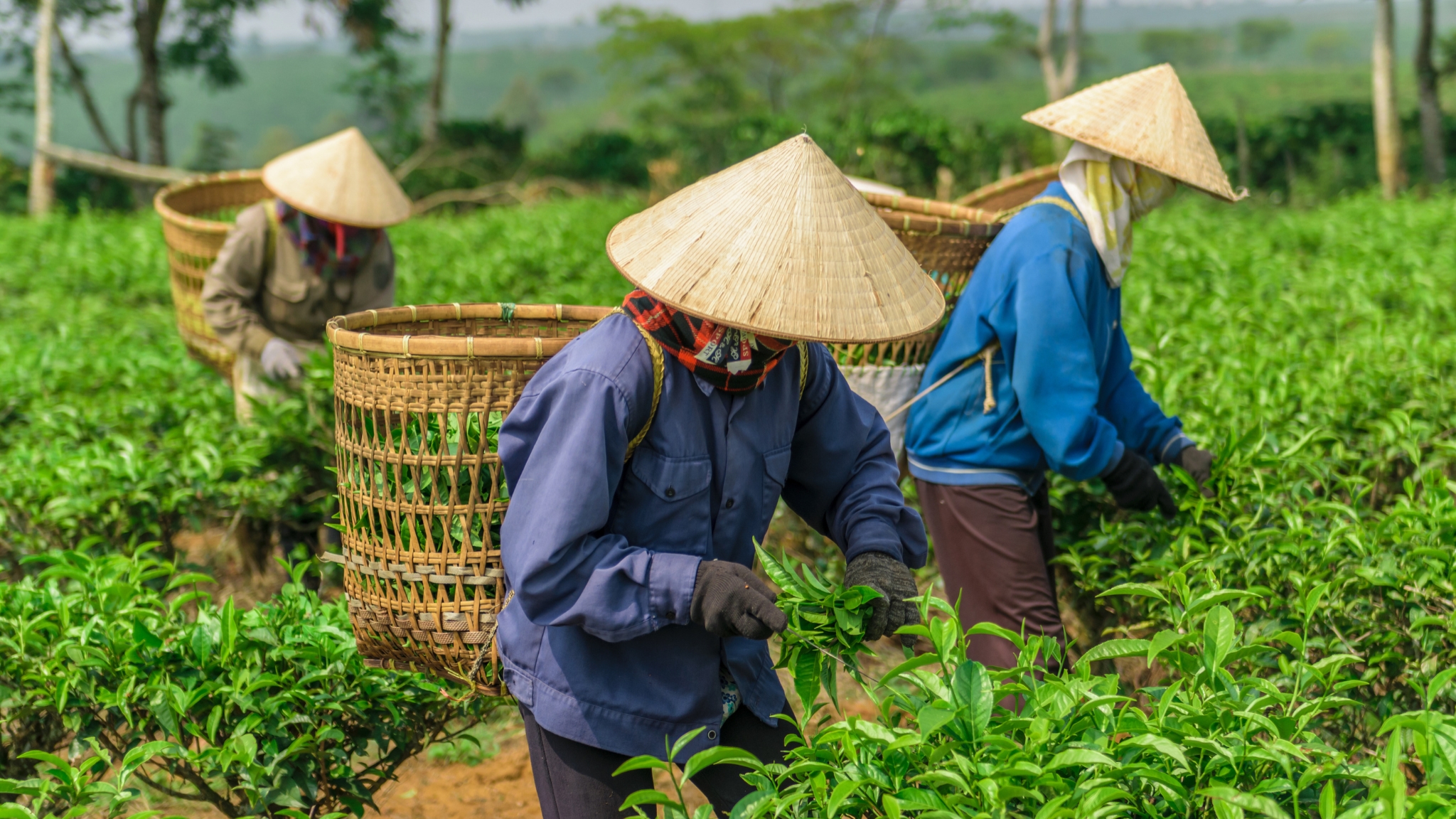 Day 2 Experience Hands On Tea Picking With Locals