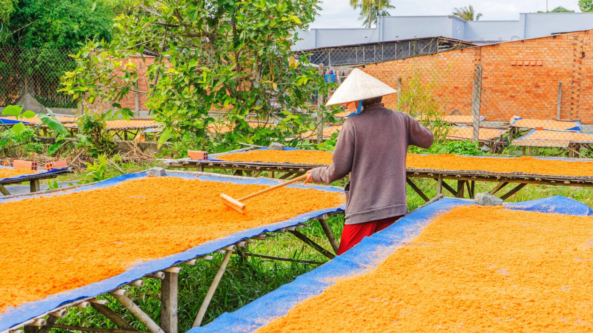 Day 11 Visit Tay Ninh Shrimp Salt Village
