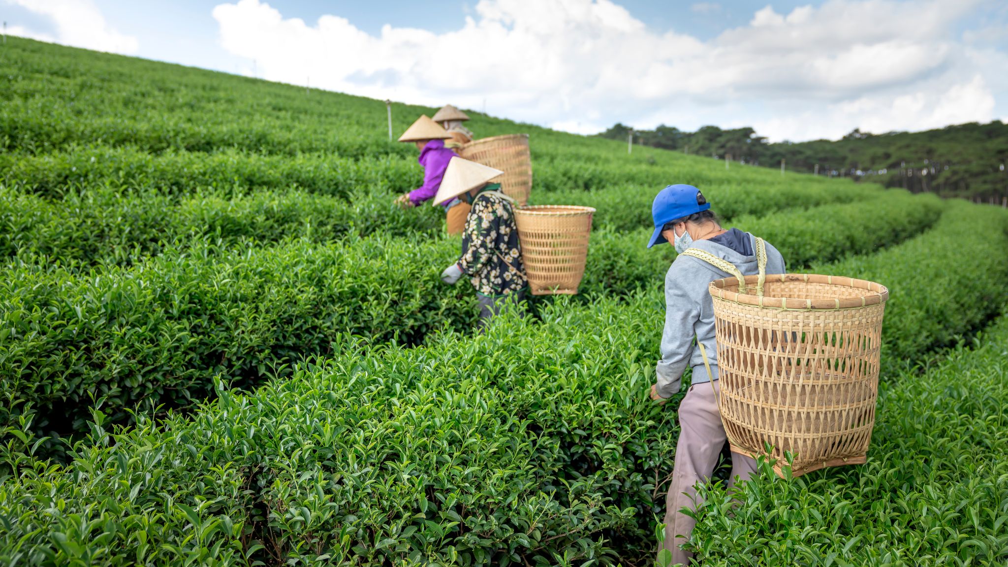 Day 4 Harvest Tea Leaves By Hand Amid Lush Mountain Landscapes