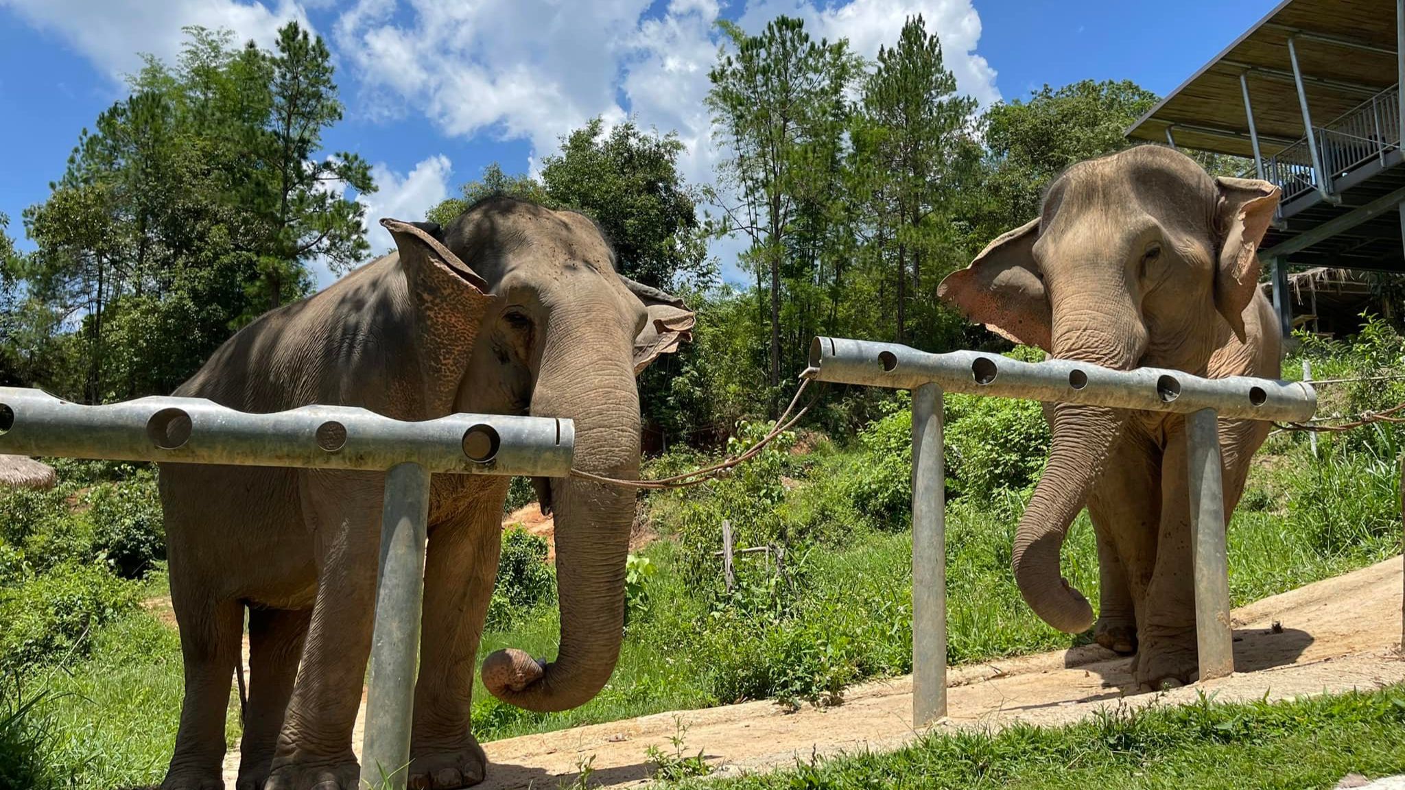 Day 7 Experience A Half Day Tour At ChangChill Elephant Santuary