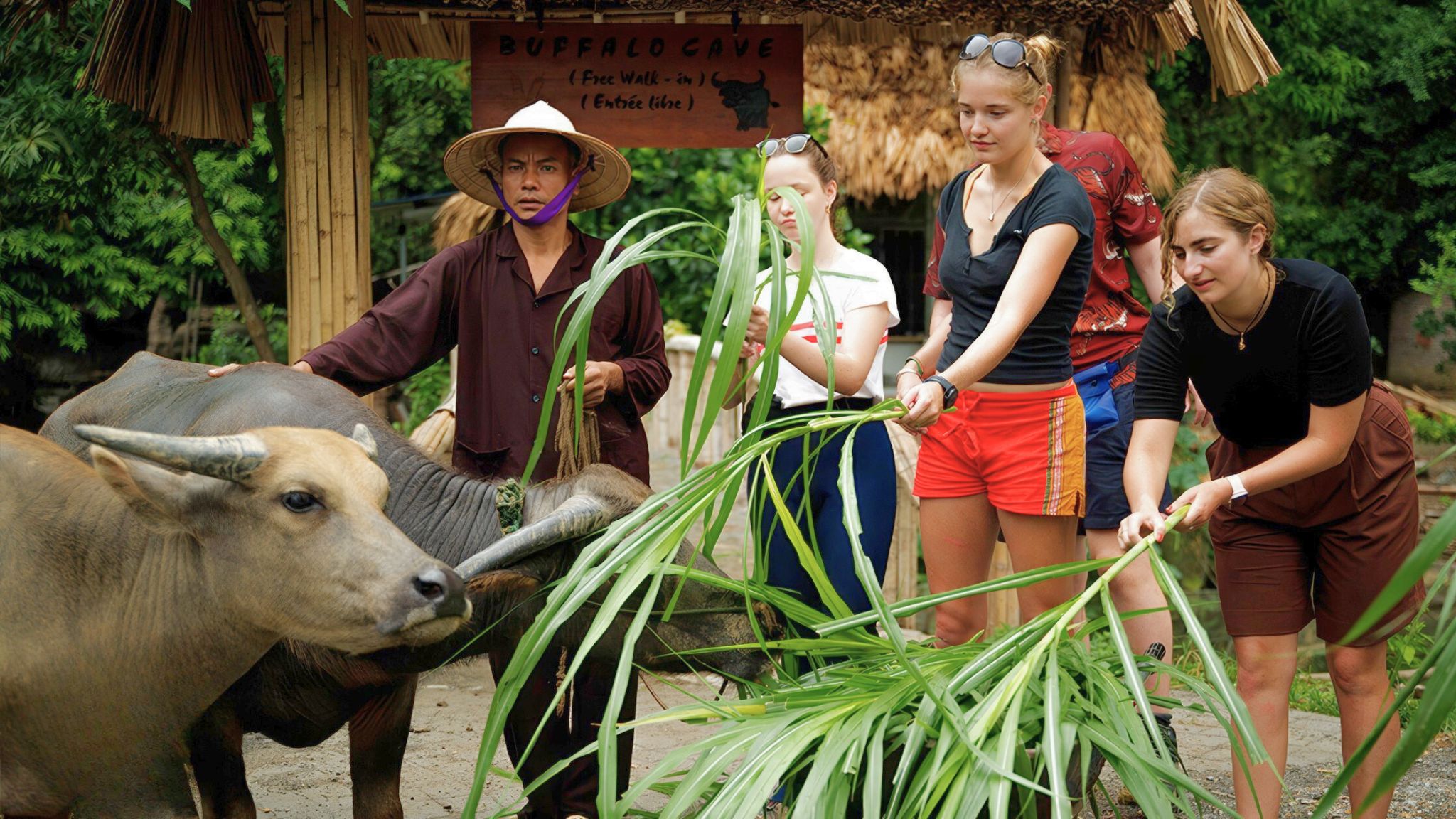 Day 7 Feed Gentle Buffalo And Enjoy A Peaceful Rural Adventure