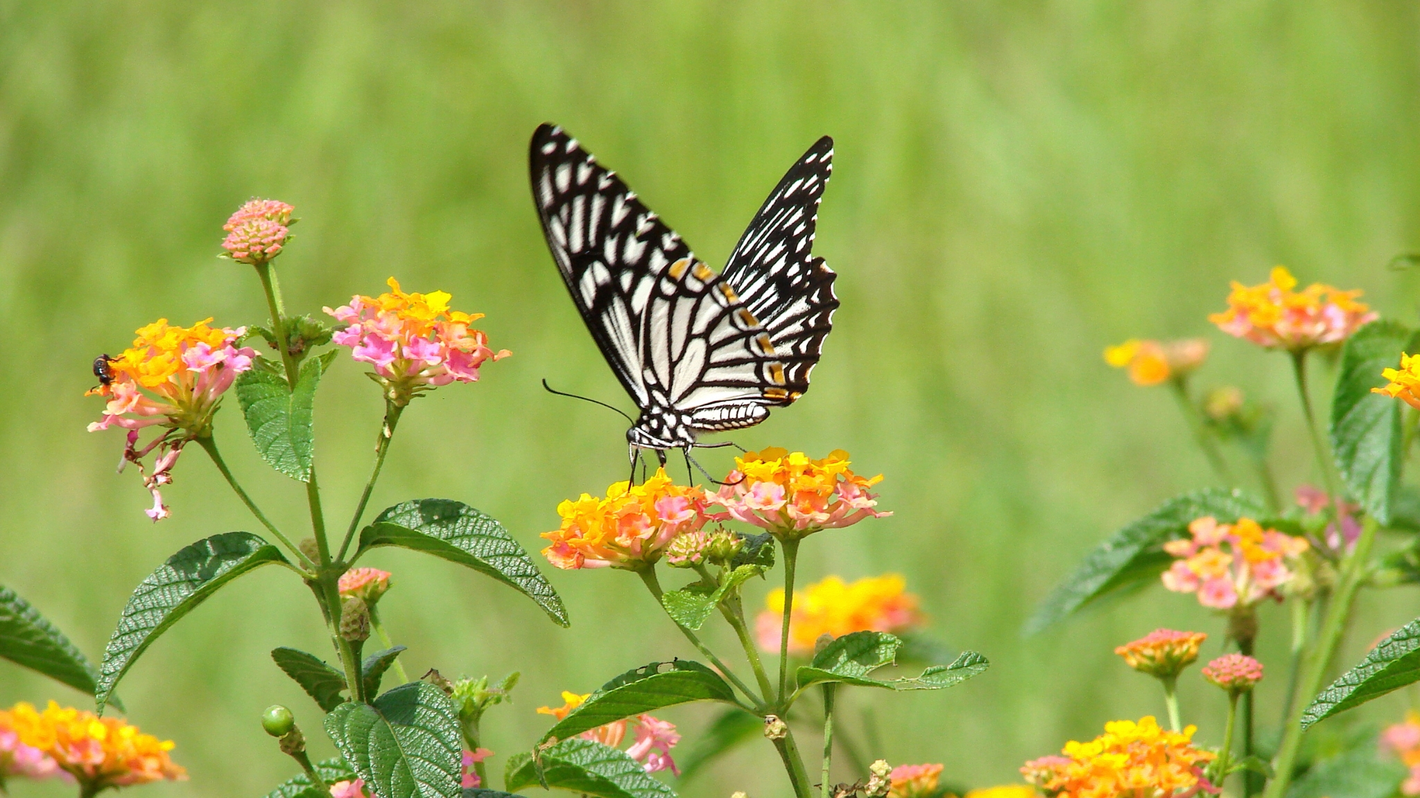 Day 6 Explore Kuang Si Butterfly Park, Home To Vibrant Butterflies And Lush Nature