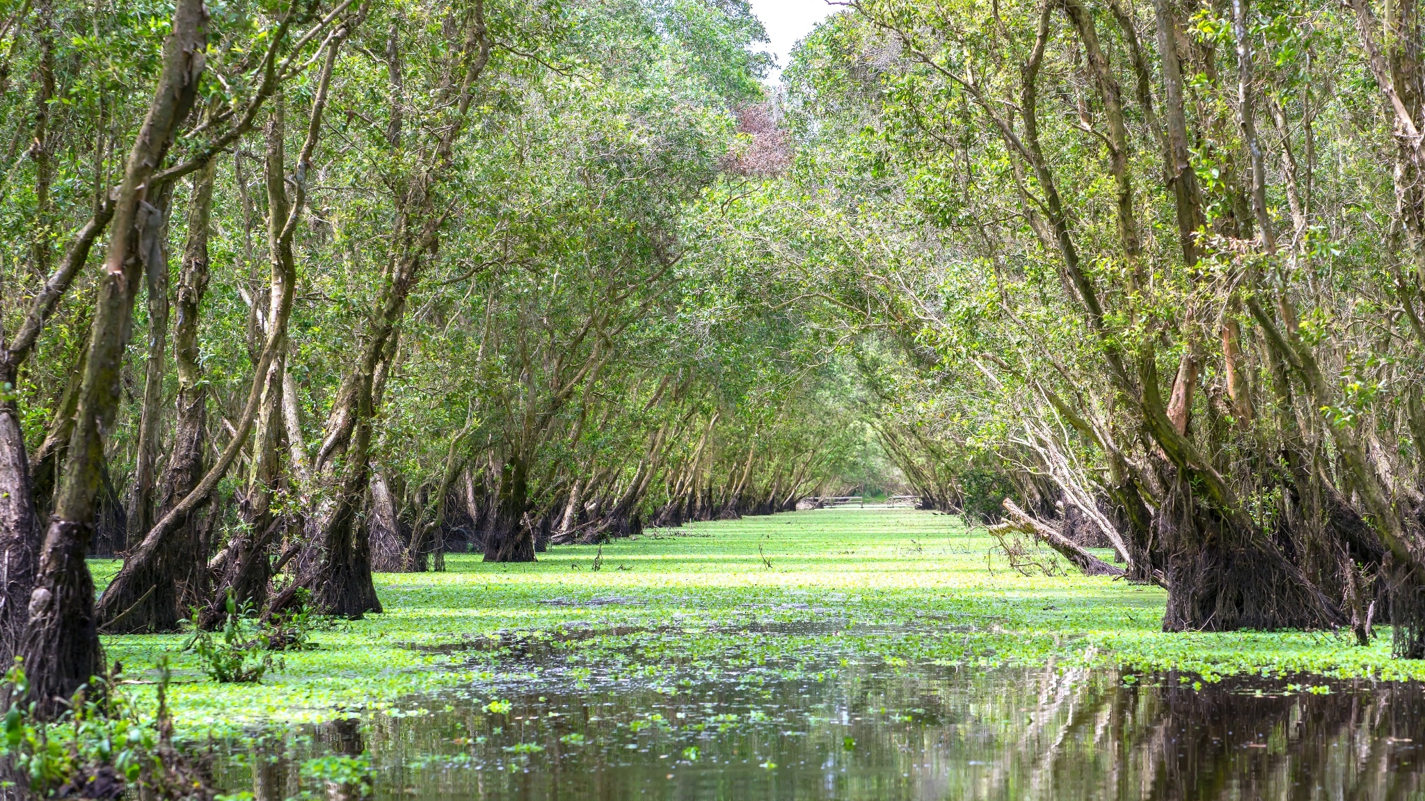 Day 4 Glide Through Tra Su Melaleuca Forest, A Tranquil Haven Of Biodiversity And Emerald Beauty