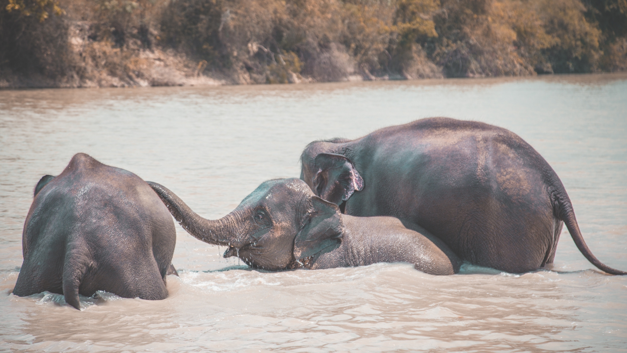 Day 5 Enjoy A Joyful Scene As Elephants Splash And Play In The Mud