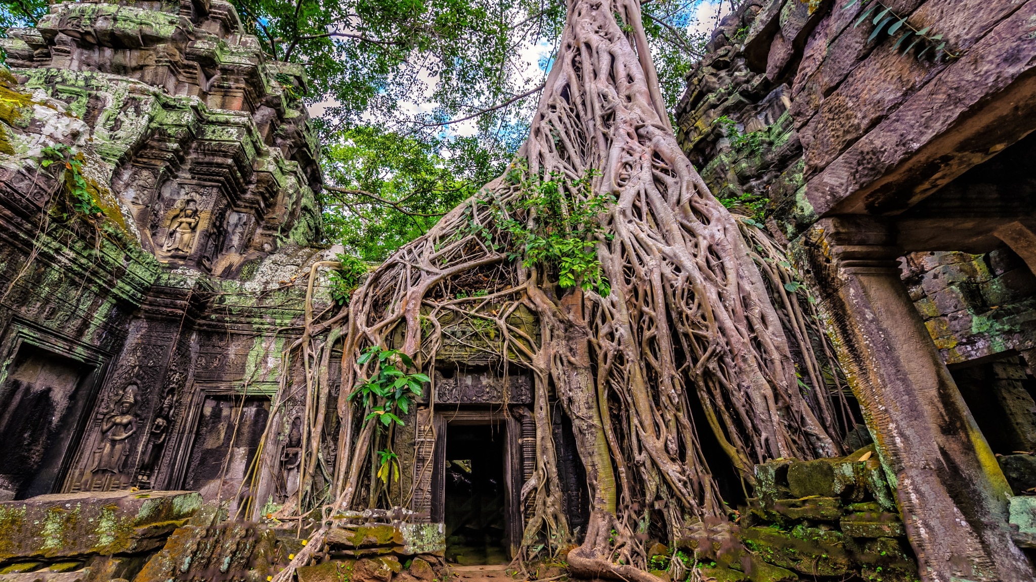 Day 5 Witness Ta Prohm Temple, Where Towering Roots Entwine Crumbling Walls In A Striking Blend Of Jungle And Ruins