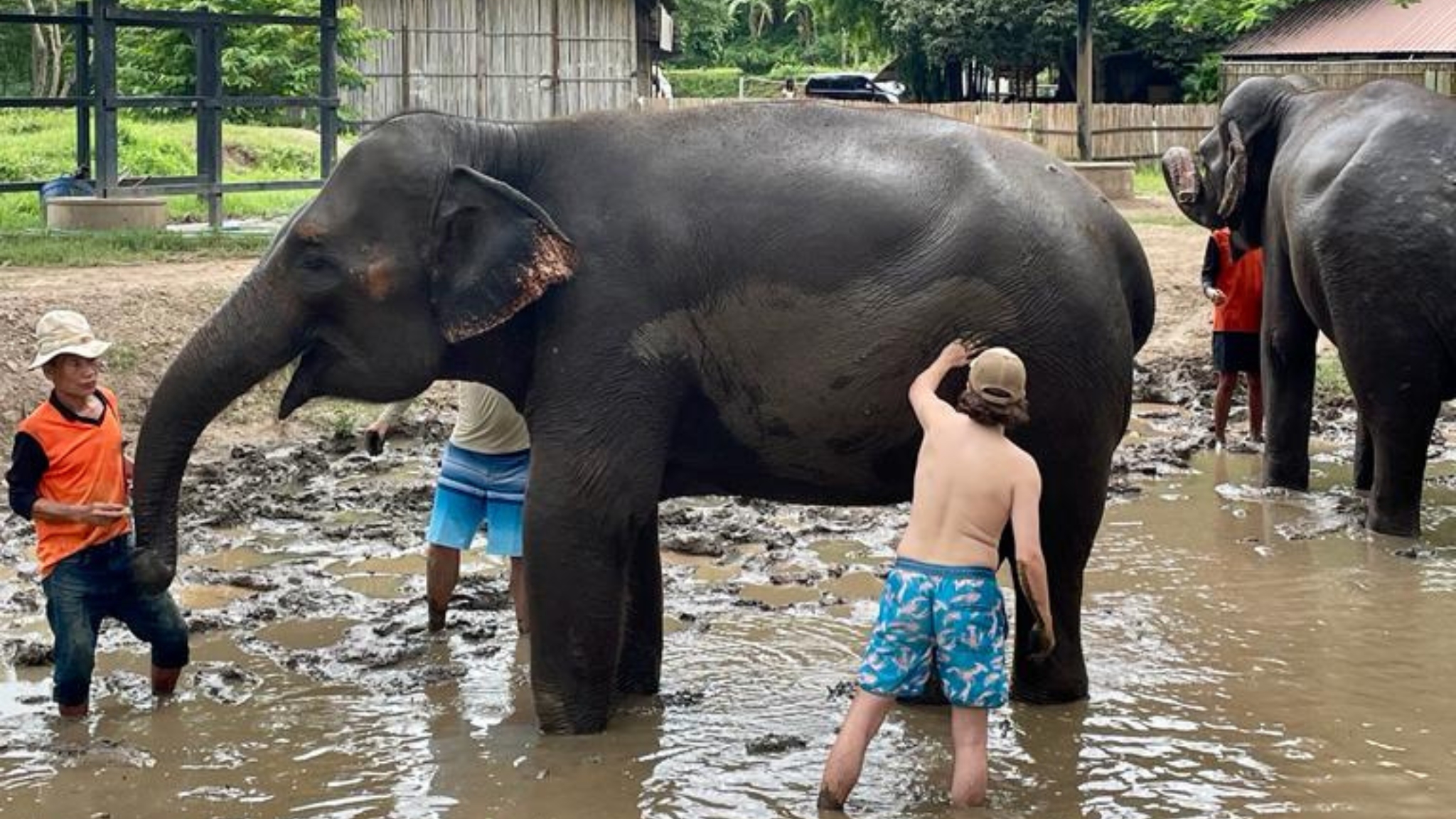 Day 3 Cool Off Beside Gentle Giants As Elephants Splash In The River