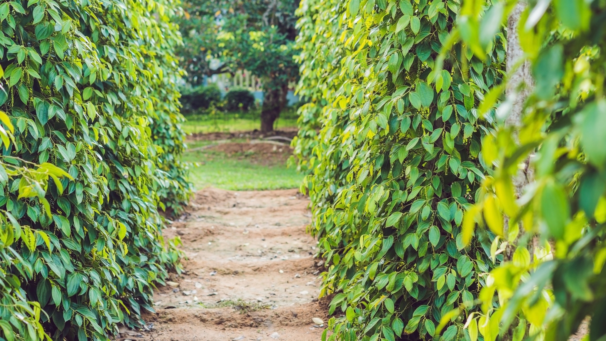 Day 2 Explore A Pepper Farm And Discover Fragrant Spices Growing Naturally In Phu Quoc