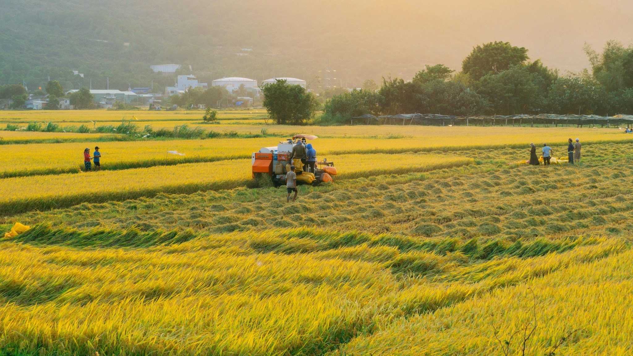 Day 1 Watch Farmers Working On The Vast Rice Fields Along The Road