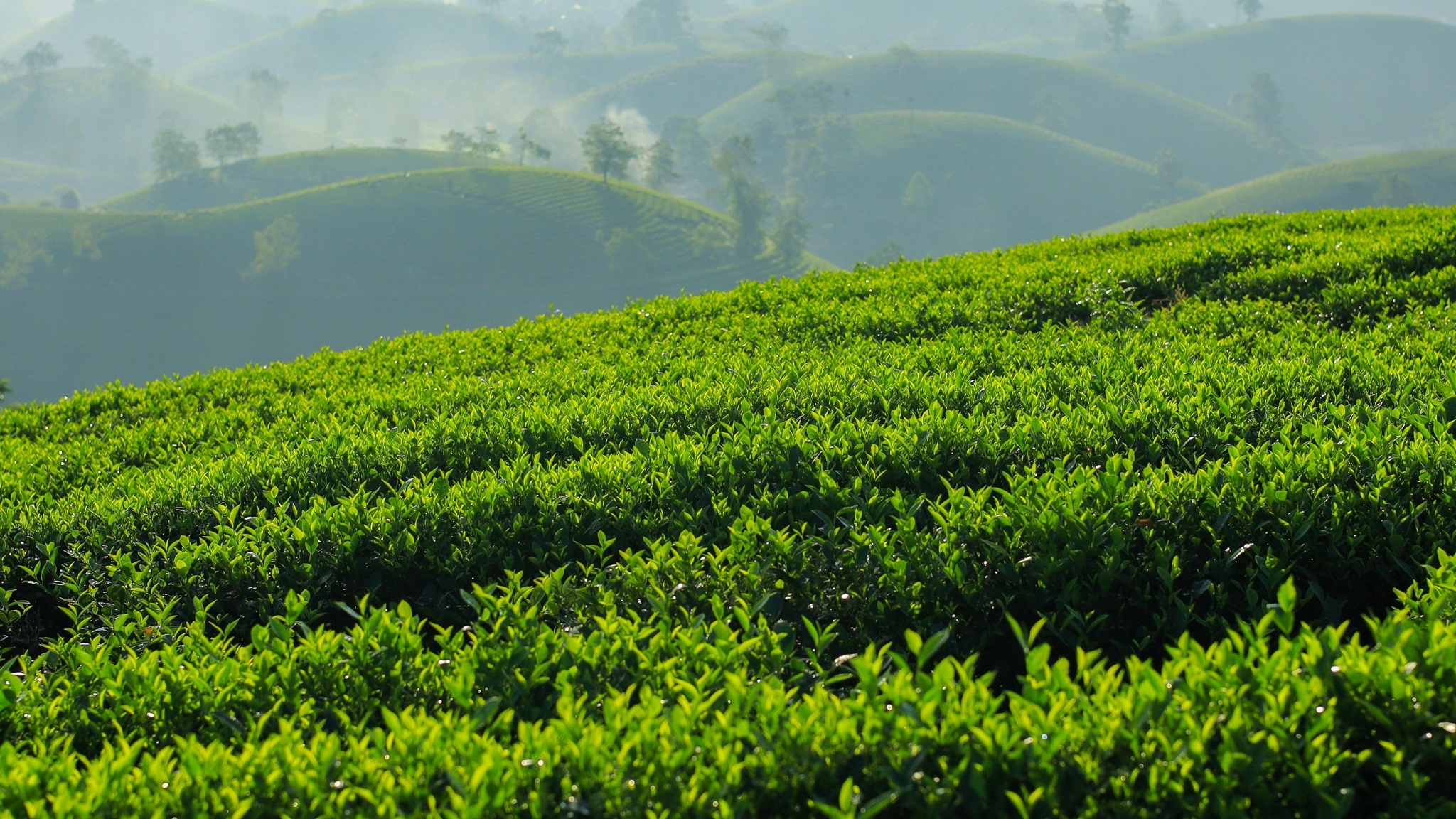 Day 3 Ride Through The Scenic Tea Plantations Encircling Than Uyen Town