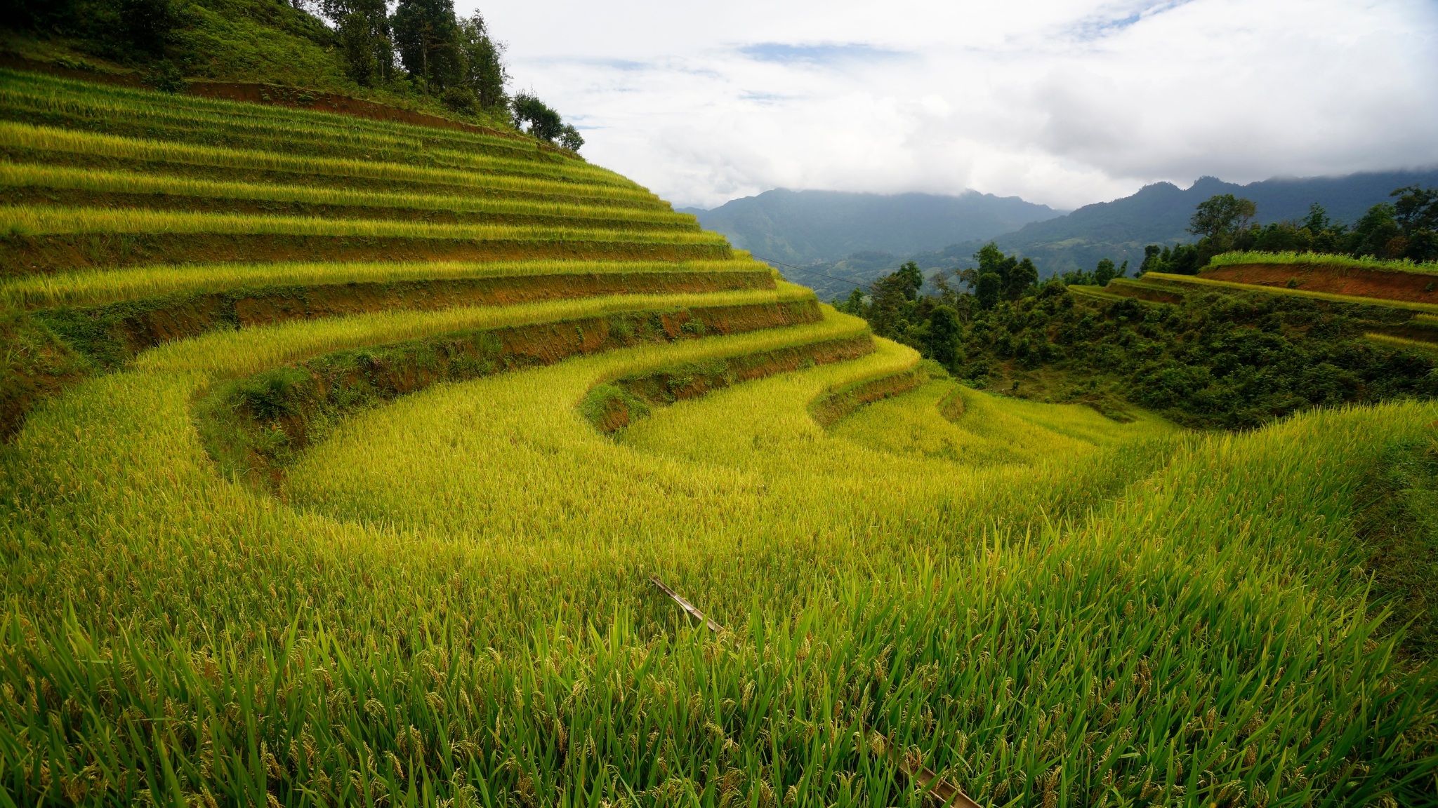 Day 5 Discover Endless Terraced Rice Fields In Hoang Su Phi Nestled Among Mountain Landscapes