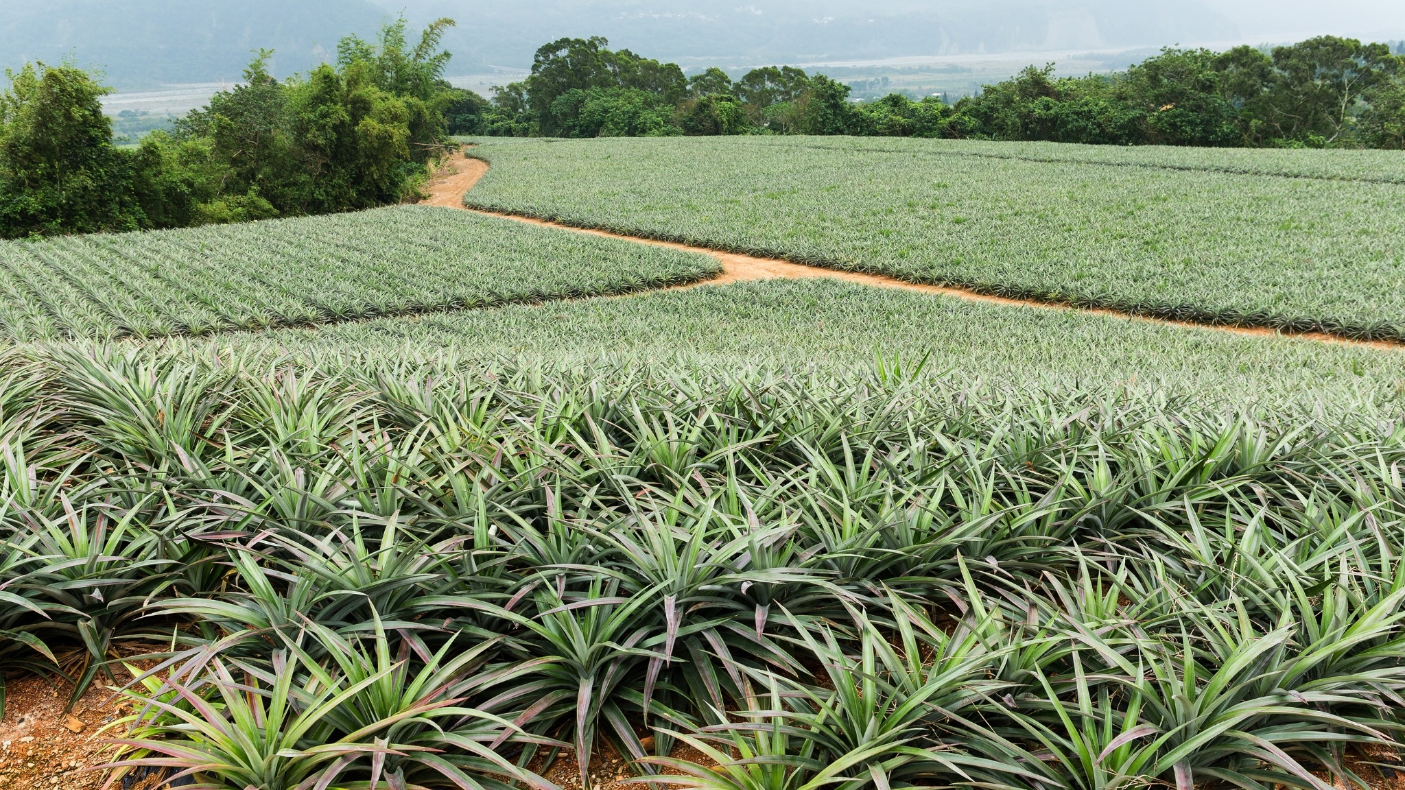 Day 6 Ride Through Vibrant Pineapple Plantations Under The Clear Blue Sky