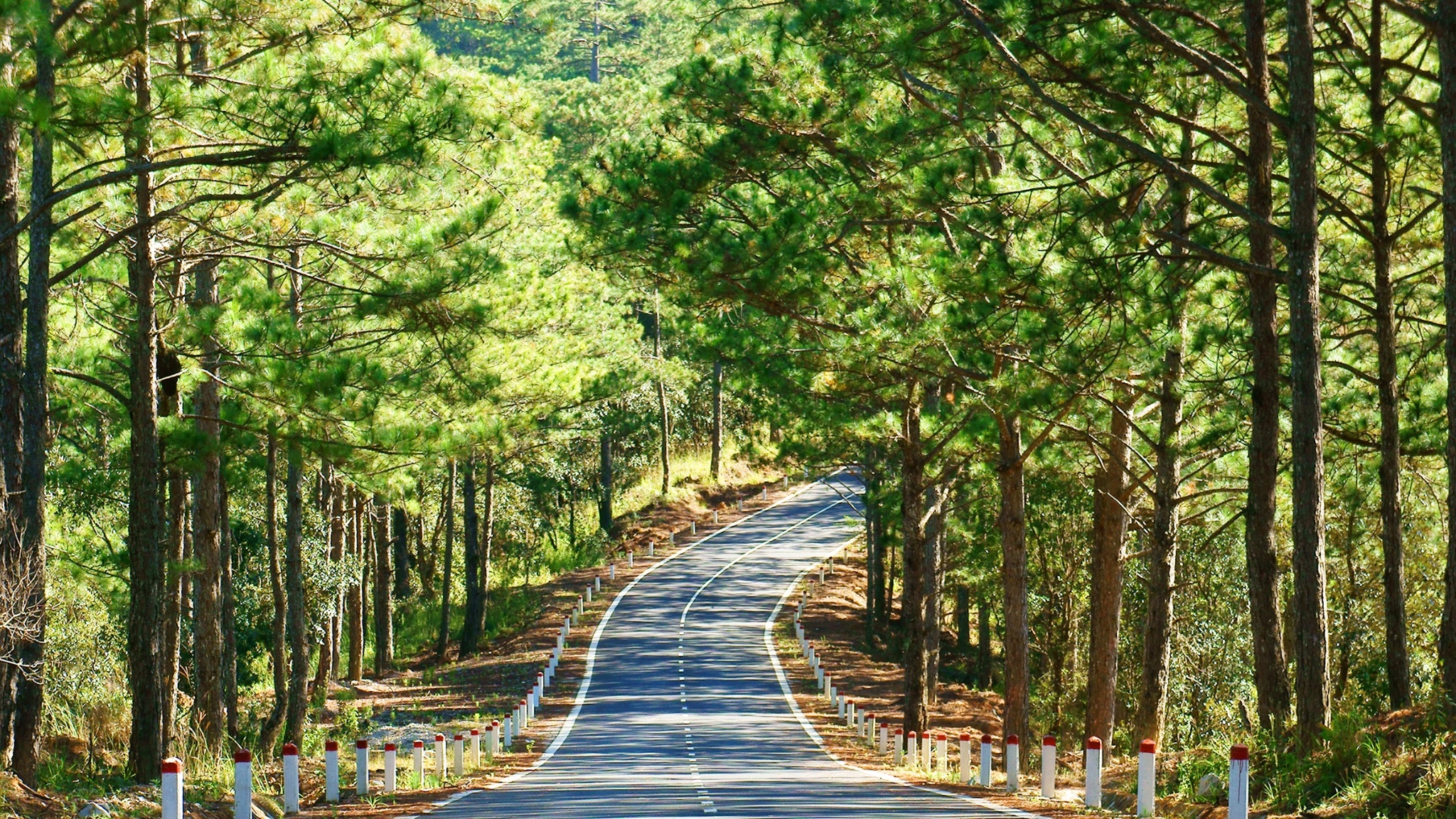 Day 3 Ride Through Sweeping Pine Forests In Da Lat And Embrace The Fresh Breeze Of Highland Nature