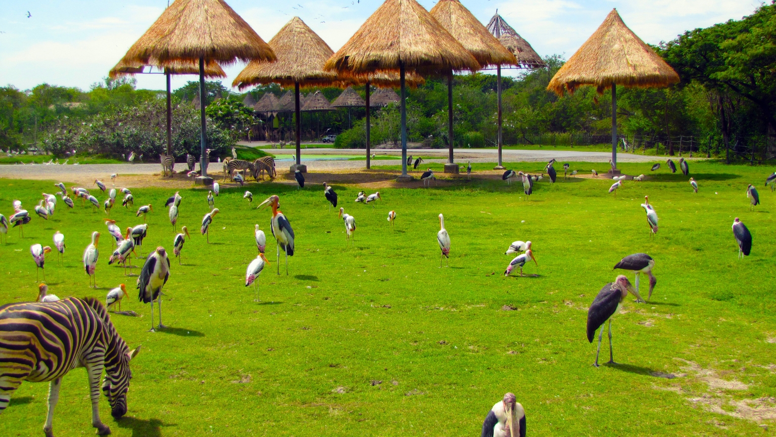 Day 3 Visit Safari World Bangkok For An Exciting Wildlife Adventure