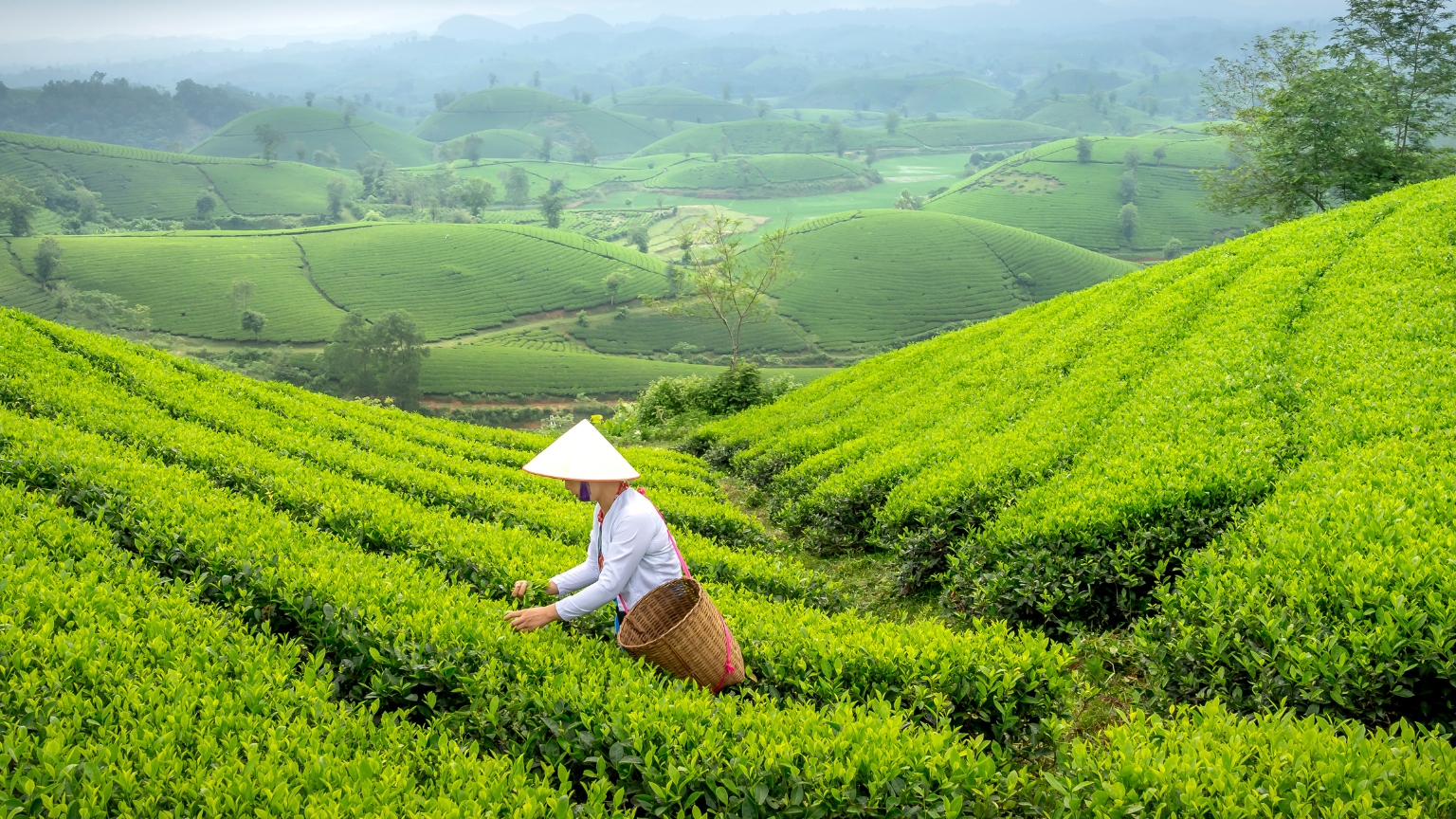 Day 4 Pick Tea Leaves In Thai Nguyen And Experience Local Farming Life