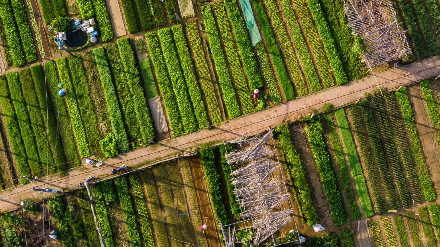 Day 4 Visit Tra Que Vegetable Village And Discover Organic Farming Traditions
