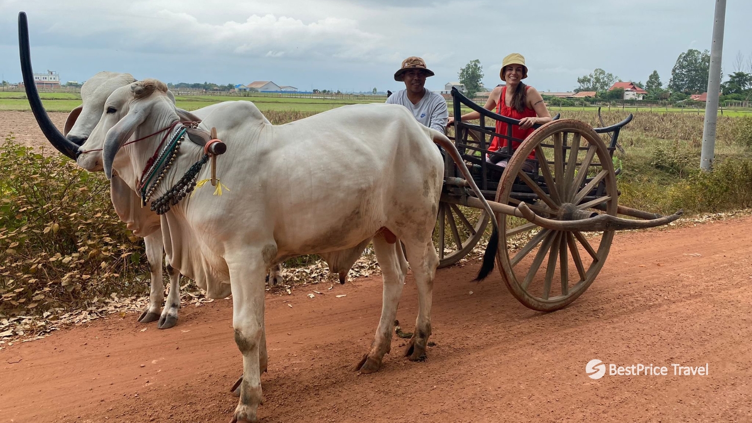 Day 10 Ride An Ox Cart Through The Countryside For A Traditional Experience