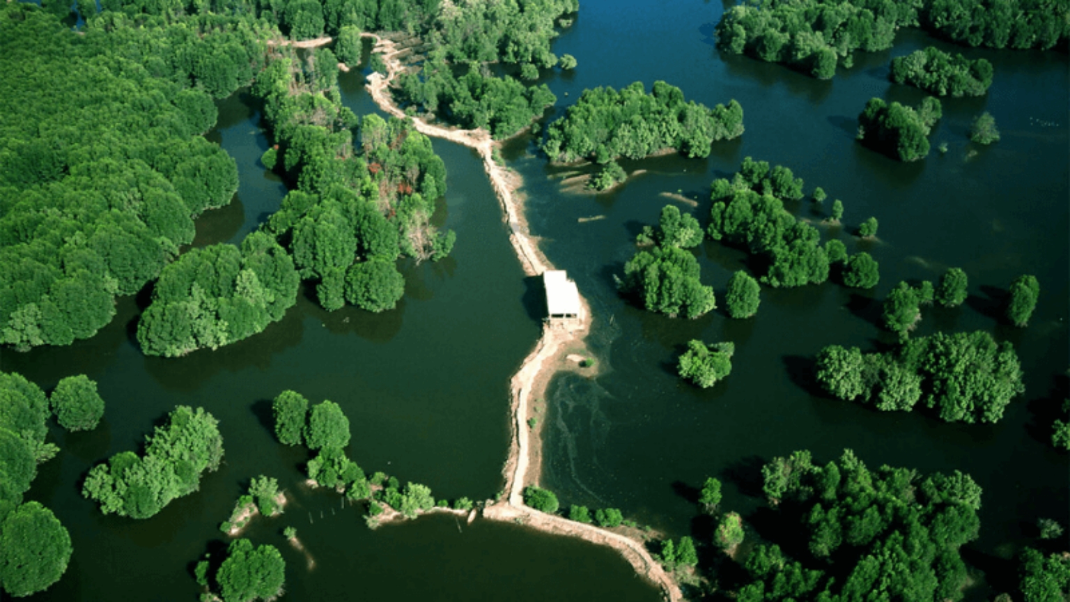 Day 10 Explore Vam Sat Ecopark And Discover Its Lush Mangrove Ecosystem